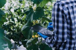 Futuristic businessman farms vegetables and crops using modern AI technology using mobile phones, temperature and humidity sensors, water tracking, climate control, holographic data data icons. photo