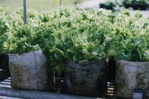 Futuristic businessman farms vegetables and crops using modern AI technology using mobile phones, temperature and humidity sensors, water tracking, climate control, holographic data data icons. photo
