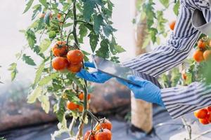 Futuristic businessman farms vegetables and crops using modern AI technology using mobile phones, temperature and humidity sensors, water tracking, climate control, holographic data data icons. photo