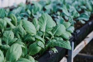 Futuristic businessman farms vegetables and crops using modern AI technology using mobile phones, temperature and humidity sensors, water tracking, climate control, holographic data data icons. photo