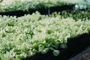 Futuristic businessman farms vegetables and crops using modern AI technology using mobile phones, temperature and humidity sensors, water tracking, climate control, holographic data data icons. photo