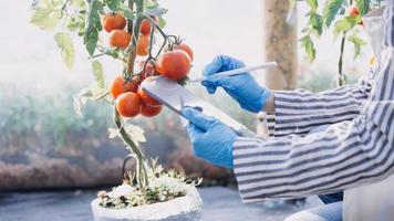 Futuristic businessman farms vegetables and crops using modern AI technology using mobile phones, temperature and humidity sensors, water tracking, climate control, holographic data data icons. photo