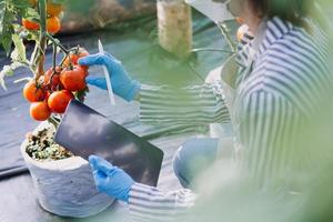 Futuristic businessman farms vegetables and crops using modern AI technology using mobile phones, temperature and humidity sensors, water tracking, climate control, holographic data data icons. photo