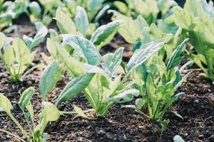 Futuristic businessman farms vegetables and crops using modern AI technology using mobile phones, temperature and humidity sensors, water tracking, climate control, holographic data data icons. photo