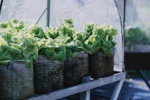 Futuristic businessman farms vegetables and crops using modern AI technology using mobile phones, temperature and humidity sensors, water tracking, climate control, holographic data data icons. photo