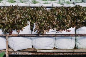Futuristic businessman farms vegetables and crops using modern AI technology using mobile phones, temperature and humidity sensors, water tracking, climate control, holographic data data icons. photo