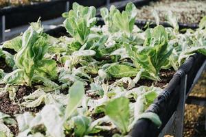 Futuristic businessman farms vegetables and crops using modern AI technology using mobile phones, temperature and humidity sensors, water tracking, climate control, holographic data data icons. photo