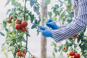 Futuristic businessman farms vegetables and crops using modern AI technology using mobile phones, temperature and humidity sensors, water tracking, climate control, holographic data data icons. photo