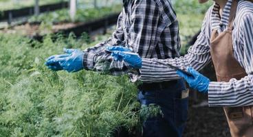 Futuristic businessman farms vegetables and crops using modern AI technology using mobile phones, temperature and humidity sensors, water tracking, climate control, holographic data data icons. photo