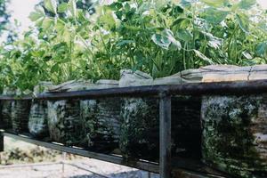 Futuristic businessman farms vegetables and crops using modern AI technology using mobile phones, temperature and humidity sensors, water tracking, climate control, holographic data data icons. photo