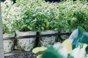 Futuristic businessman farms vegetables and crops using modern AI technology using mobile phones, temperature and humidity sensors, water tracking, climate control, holographic data data icons. photo