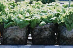 un hombre de negocios futurista cultiva verduras y cultivos usando tecnología moderna de inteligencia artificial usando teléfonos móviles, sensores de temperatura y humedad, rastreo de agua, control climático, íconos de datos holográficos. foto