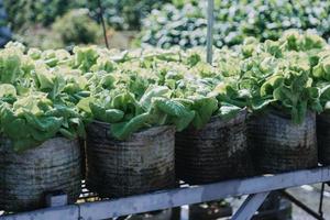 Futuristic businessman farms vegetables and crops using modern AI technology using mobile phones, temperature and humidity sensors, water tracking, climate control, holographic data data icons. photo