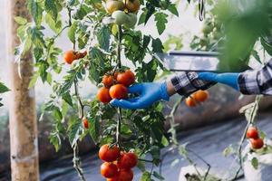 Futuristic businessman farms vegetables and crops using modern AI technology using mobile phones, temperature and humidity sensors, water tracking, climate control, holographic data data icons. photo