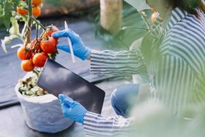 Futuristic businessman farms vegetables and crops using modern AI technology using mobile phones, temperature and humidity sensors, water tracking, climate control, holographic data data icons. photo