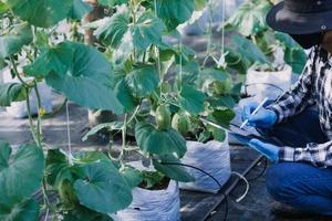 Futuristic businessman farms vegetables and crops using modern AI technology using mobile phones, temperature and humidity sensors, water tracking, climate control, holographic data data icons. photo