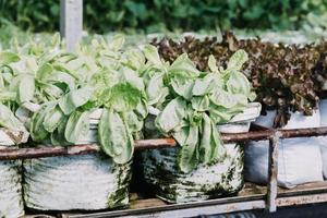 Futuristic businessman farms vegetables and crops using modern AI technology using mobile phones, temperature and humidity sensors, water tracking, climate control, holographic data data icons. photo