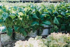 Futuristic businessman farms vegetables and crops using modern AI technology using mobile phones, temperature and humidity sensors, water tracking, climate control, holographic data data icons. photo