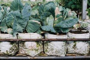 Futuristic businessman farms vegetables and crops using modern AI technology using mobile phones, temperature and humidity sensors, water tracking, climate control, holographic data data icons. photo