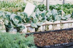 Futuristic businessman farms vegetables and crops using modern AI technology using mobile phones, temperature and humidity sensors, water tracking, climate control, holographic data data icons. photo