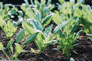 Futuristic businessman farms vegetables and crops using modern AI technology using mobile phones, temperature and humidity sensors, water tracking, climate control, holographic data data icons. photo