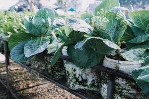 Futuristic businessman farms vegetables and crops using modern AI technology using mobile phones, temperature and humidity sensors, water tracking, climate control, holographic data data icons. photo