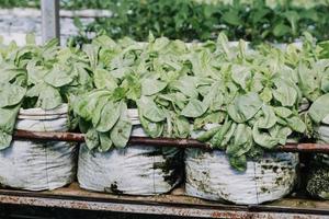 female farmer working early on farm holding wood basket of fresh vegetables and tablet photo