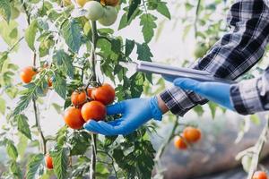 agricultora trabajando temprano en la granja sosteniendo una cesta de madera de verduras frescas y tabletas foto