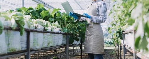 agricultora trabajando temprano en la granja con una cesta de madera de verduras frescas y tabletas. foto