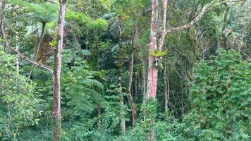 beautiful green foliage as background photo