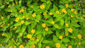 hermosas e impresionantes flores de medallón de oro foto