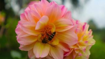 beautiful and amazing yellow pink Dahlia pinnata flowers photo