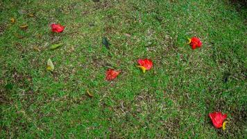 green grass with red flowers falling. as a backdrop photo