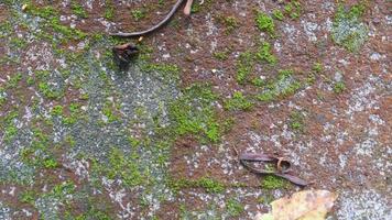 mossy concrete road texture with falling leaves photo