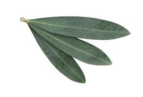 Fresh olive branch leaves isolated on white background photo