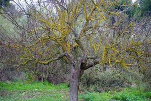 taray con su característico liquen amarillo. taray es un árbol endémico de daimiel. foto