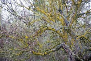 Beautiful taray with yellow lichen, endemic tree at Daimiel. photo
