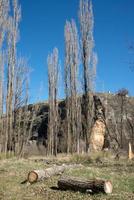 Autumn landscape. Tree trunks with mold, poplar in the background photo