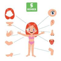 Five Senses Concept With Human Organs vector