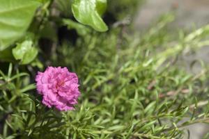 flores rosadas en el jardín foto