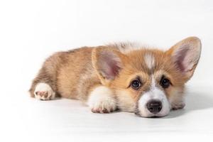 Charming sad puppy Welsh Corgi Pembroke lies and looks at the camera. isolated on a white background photo