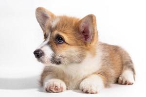 Pembroke Welsh Corgi puppy sitting in front. isolated on white background. photo