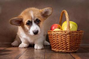 A charming Pembroke Welsh Corgi puppy stands next to a basket of apples on a dark background photo