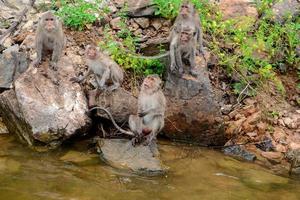 Monkey is sitting on the rock at reservior. photo