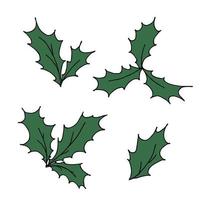 Hand drawn Christmas and New Year holly leaves bunch with berries. Holiday clipart vector