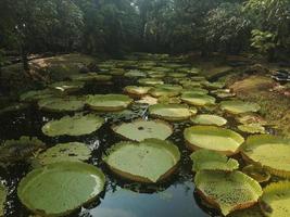 Victoria waterlily, Royal water-lily. photo