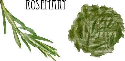 Watercolor fresh and dry rosemary. Kitchen spices and herbs set. vector