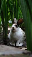 Rex rhinelander rabbit in the green garden sitting and watching curiously. photo