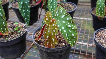 Polkadot Begonia or Begonia Maculata is green with white spot begonia plant. photo
