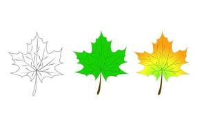 Leaf of a maple, nature symbol, monochrome vector, isolated, contour.Vector illustration vector